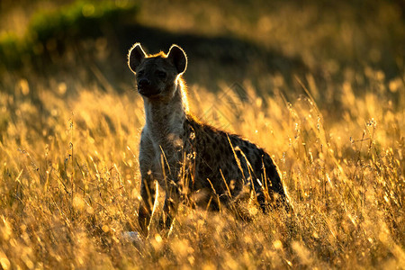 斑鬣狗站在背光的长草丛中图片