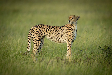 Cheetah站在长草图片