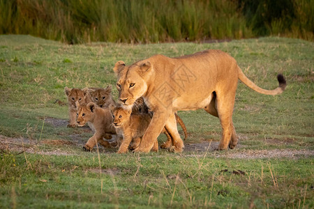 狮子与五只幼崽图片