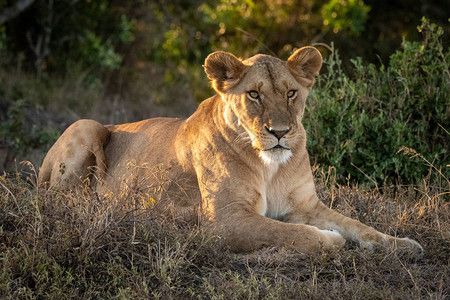 母狮在斑驳的阳光下躺在草地上图片