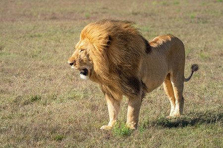 站立在短草的被风吹过的雄狮图片