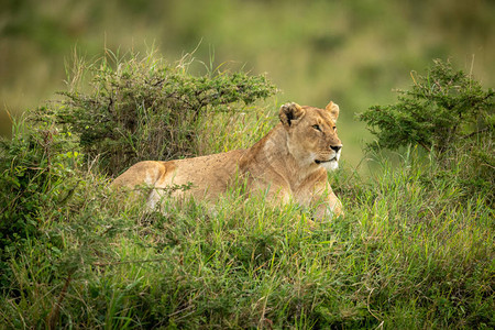 狮子座被草丛图片