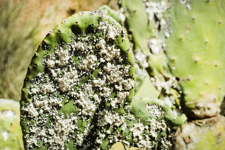 近距离观察濒临的仙人掌又名Cactus图片