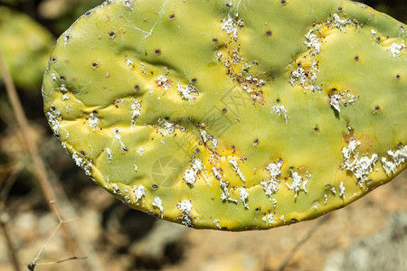 近距离观察濒临的仙人掌又名Cactus图片