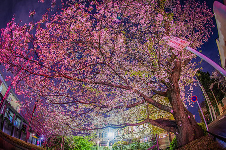 日本神奈川的樱花树图片