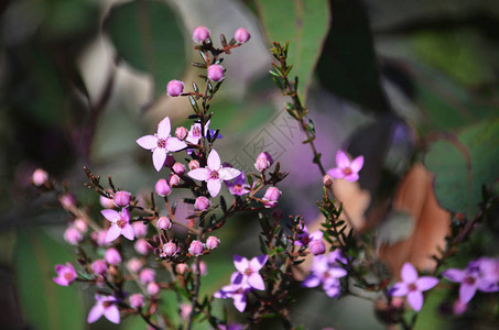 澳大利亚本土Boronialedifolia的粉红色花朵和花蕾图片