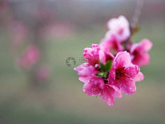 春天开花的桃树图片