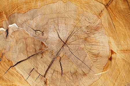一棵大老树的桩被砍伐带有年轮的树干部分图片