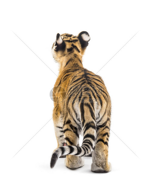 在白色背景下站立的两个月大的老虎图片