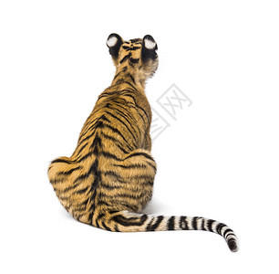 在一个两月大的老虎幼崽上坐在白色背景图片