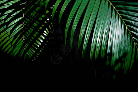 在深色背景的绿叶热带棕榈叶背景图片