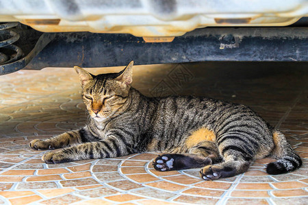 猫咪在Ca下面图片