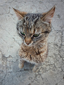 顽皮可爱的猫站在后爪上的高角度视图图片