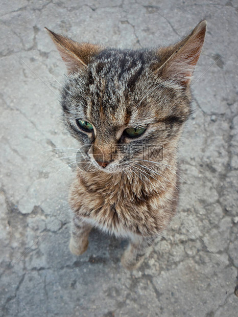 顽皮可爱的猫站在后爪上的高角度视图图片