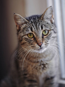 绿眼睛条纹猫灰色的肖像图片