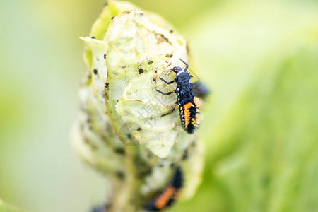 尖瓢虫幼在绿色植物上寻找虱子图片