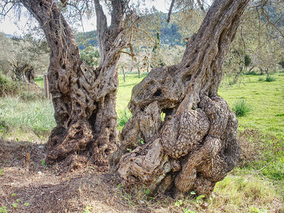 一棵老橄榄树的惊人的树干自然设计果园一棵老橄榄树橄榄树皮的宏指令图片