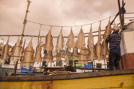 葡萄牙马德拉岛丰沙尔以西的卡马拉德罗伯斯镇渔港的干带鞘鱼图片
