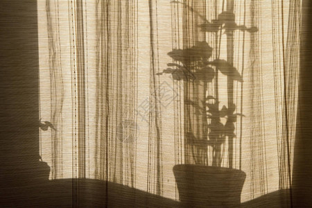 阴影透过窗户上的窗帘米色背景上的花朵剪影从室内植物的抽象背景图片