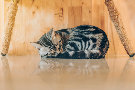 懒猫洋地在屋里睡觉图片