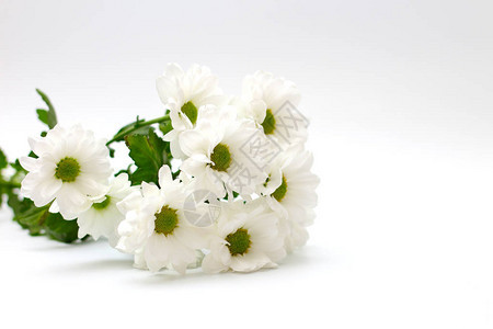 白色的花束白菊花孤立图片