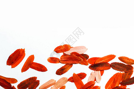 平躺创意组合橙色秋叶白色背景背景图片