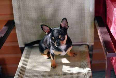 吉娃小狗坐在咖啡馆的椅子上黑色棕色和白色的吉娃夏季咖啡馆里有趣的小狗是人类的朋友小品种的宠物狗的聪明的眼背景