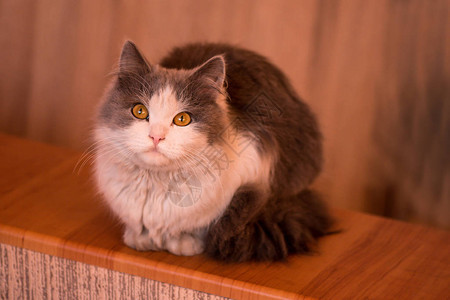 在家玩的有趣小猫白和灰猫小猫长着大图片