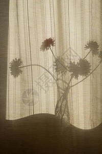 抽象花瓶里花的背景剪影物体的影子透过图片