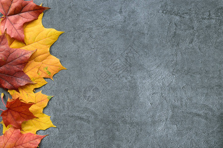 秋季作文灰色背景上红色和橙色枫叶的秋天框架平躺图片
