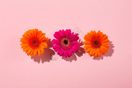 美丽的橙色花朵非洲菊雏纸粉红色背景在有阴影的强光下最小的花朵概念抽象背景图片