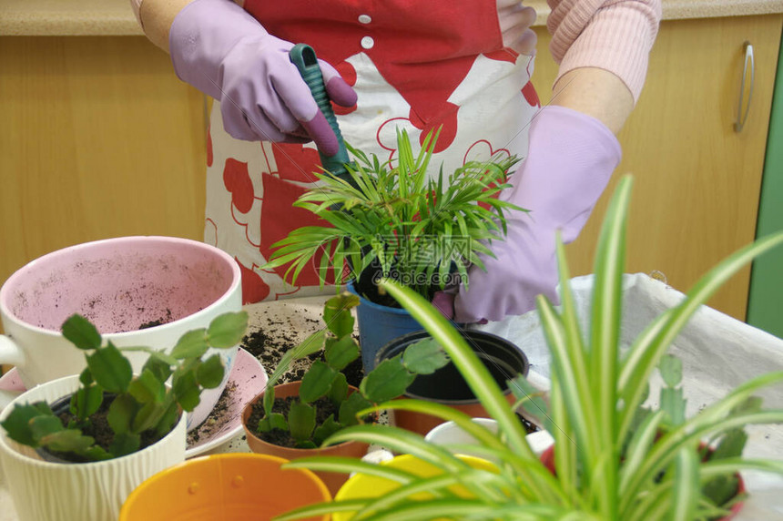 园艺一名妇女种植陶物工具手套和鲜花放在桌子图片