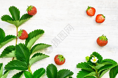 夏季背景白木本底的草莓花和草莓叶图片