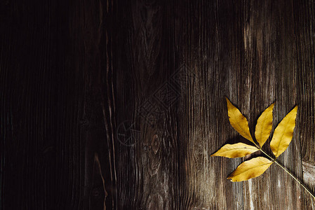 秋天的木制背景绿色和黄色的叶子平铺背景图片