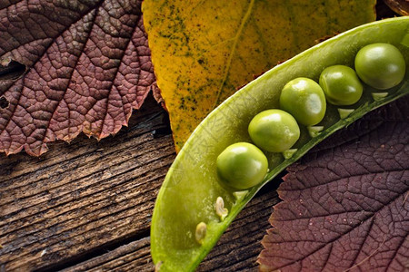 木质背景中带秋叶的豌豆荚图片