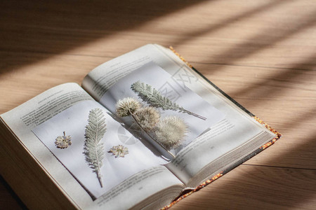 书中特写的花卉和干枯植物的复古组合物图片