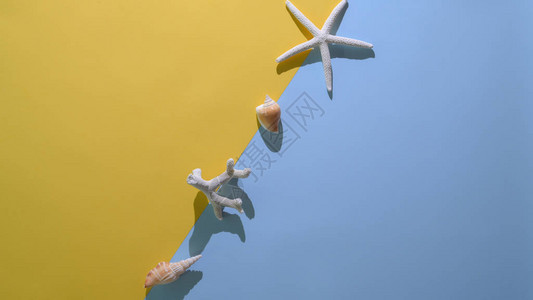海星鱼和浅黄色浅蓝底贝壳图片