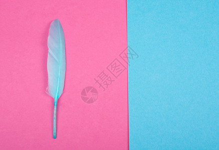 蓝羽作为粉红色和蓝色背景最小概念顶图片