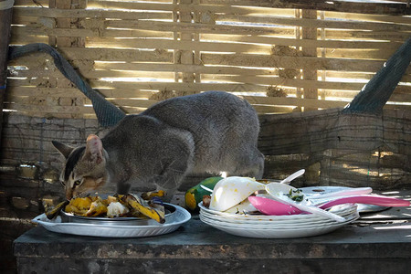 一只猫正在吃桌上剩下的食物残渣图片