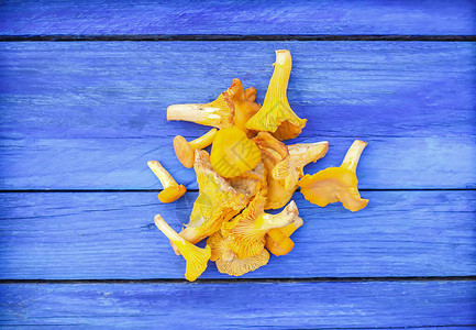 鸡油菌可食用黄色蘑菇在木桌上关闭图片