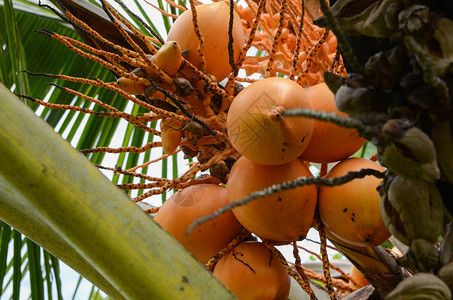 椰子树上成熟的橙色椰子椰子束生长在棕图片