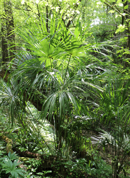 热带雨林中植物和树木茂图片