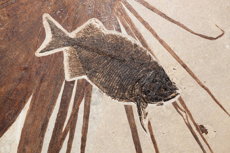 在怀俄明州的绿河形成过程中发现棕榈花状法尔奥迪斯鱼化石图片