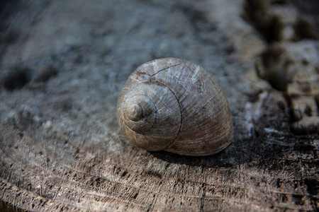 花园里的蜗牛壳图片