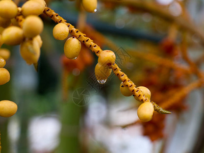 近距离拍摄花园棕榈果有雨滴有图片