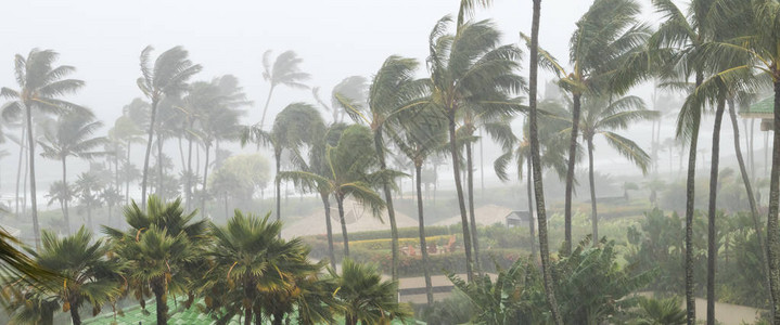 飓风临近热带岛屿海岸线时棕榈树在风雨背景图片