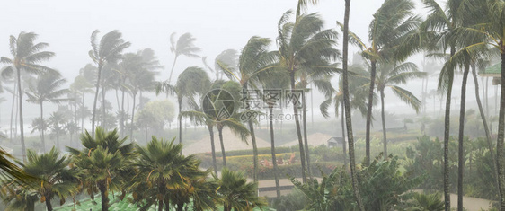 飓风临近热带岛屿海岸线时棕榈树在风雨图片