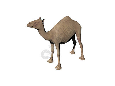 沙漠中的多毛单峰骆驼背景图片