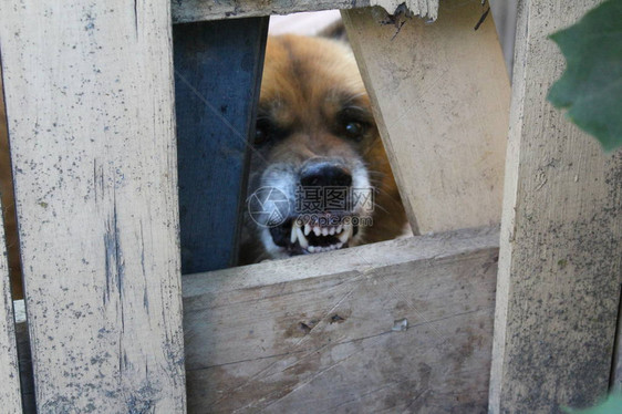 狗看守房子狗看守房子的照片狗看着栅栏上的洞木栅栏宠物对路人生气和吠叫恶毒地咆哮图片