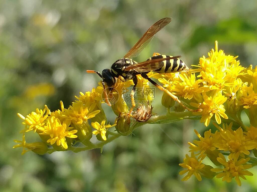 黄蜂对阵掘金全场高清直播